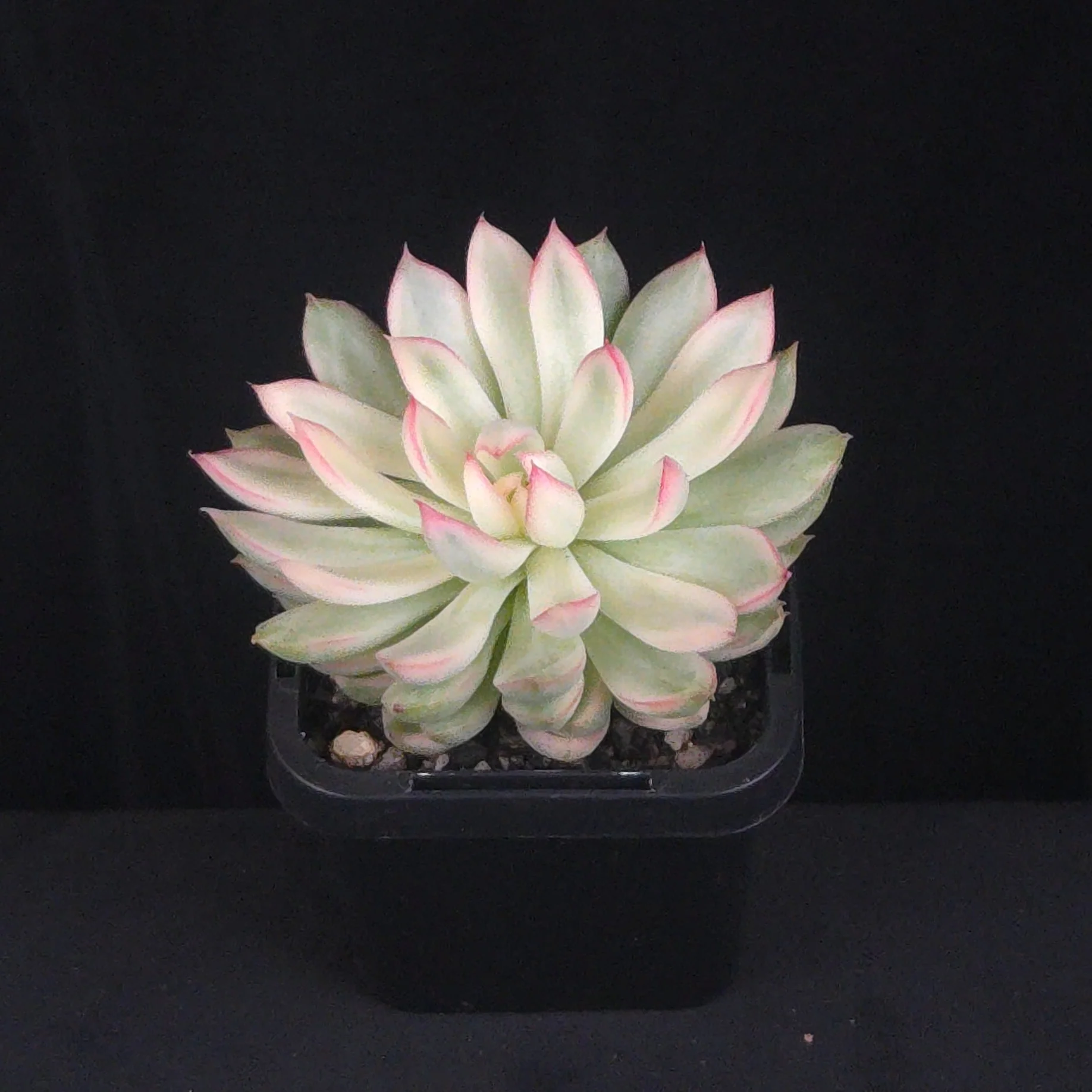 Echeveria